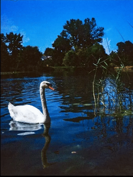 Swan in Mrežnica