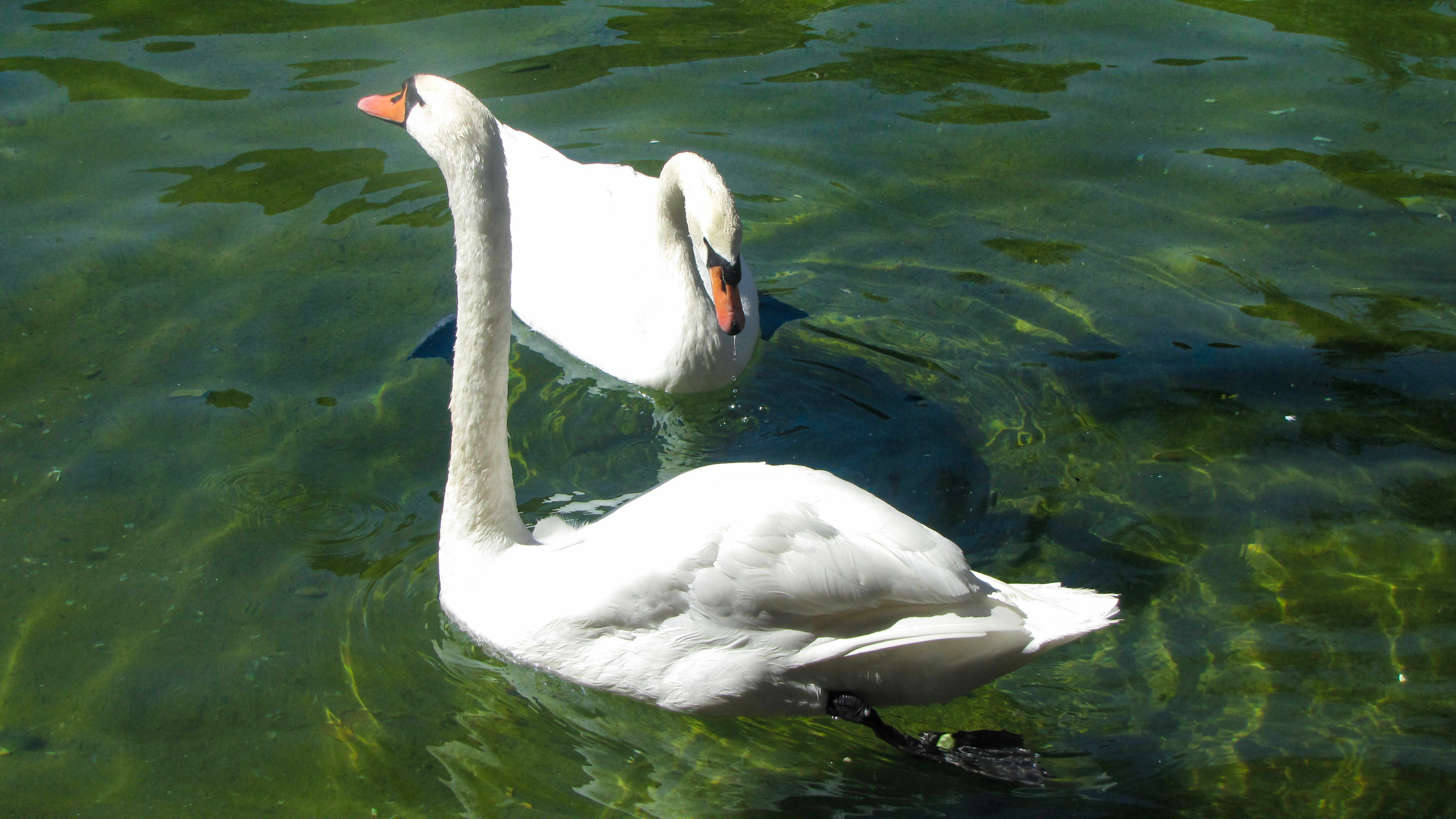 The Swans